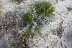 Helichrysum cochleariforme