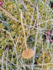 Galerina tibiicystis