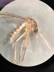 Aedes atlanticus