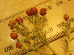 Helichrysum cochleariforme