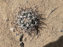 Sclerocactus cloverae