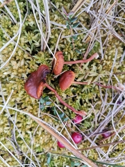 Gymnopilus fulgens