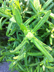Lavandula viridis
