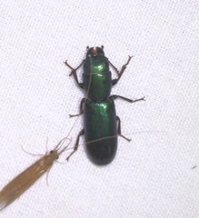 Temnoscheila acuta