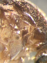 Aedes atlanticus