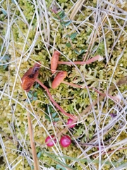Gymnopilus fulgens