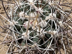 Sclerocactus cloverae