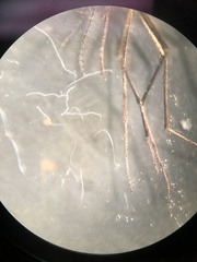 Aedes atlanticus