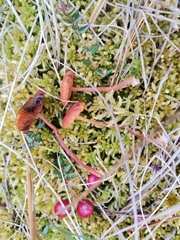 Gymnopilus fulgens