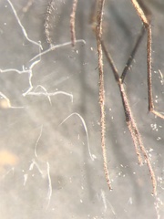 Aedes atlanticus
