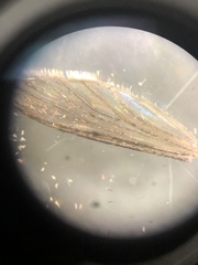Aedes atlanticus