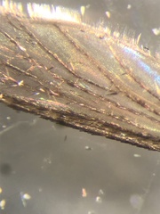 Aedes atlanticus