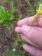 Erysimum quadrangulum