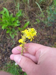 Erysimum quadrangulum
