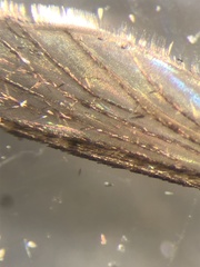 Aedes atlanticus