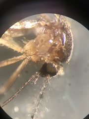 Aedes atlanticus