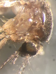 Aedes atlanticus
