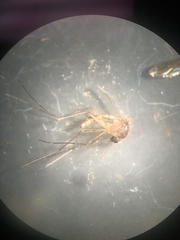 Aedes atlanticus