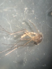 Aedes atlanticus