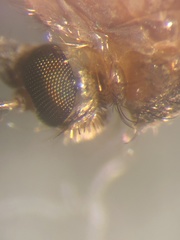 Aedes atlanticus