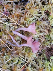 Ascocoryne turficola