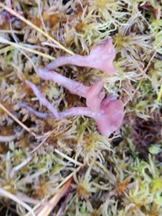 Ascocoryne turficola