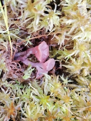 Ascocoryne turficola