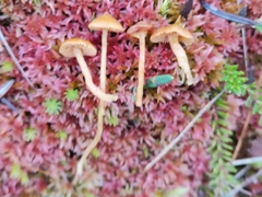 Galerina sphagnorum