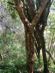 Bursera cinerea