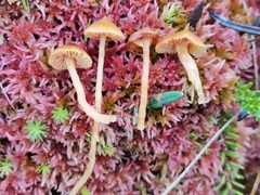 Galerina sphagnorum
