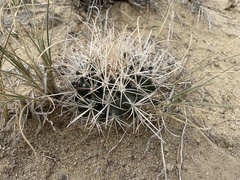 Sclerocactus cloverae