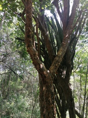 Bursera cinerea