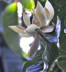 Magnolia hernandezii