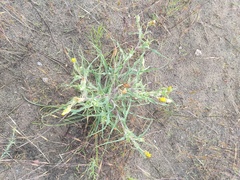 Tragopogon tanaiticus