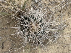 Sclerocactus cloverae