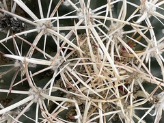 Sclerocactus cloverae