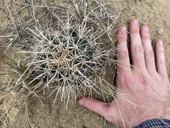 Sclerocactus cloverae