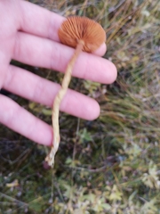Cortinarius tubarius