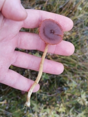 Cortinarius tubarius