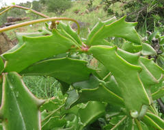 Cyphostemma quinatum