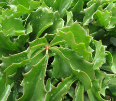 Cyphostemma quinatum