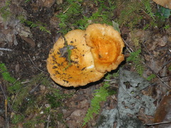 Lactarius croceus