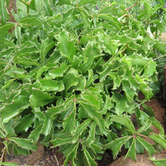 Cyphostemma quinatum