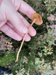 Cortinarius tubarius