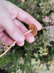 Cortinarius tubarius