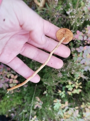 Cortinarius tubarius