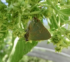 Cyanophrys miserabilis