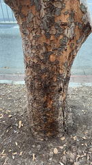 Ulmus parvifolia