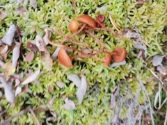 Gymnopilus fulgens