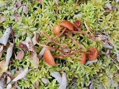 Gymnopilus fulgens